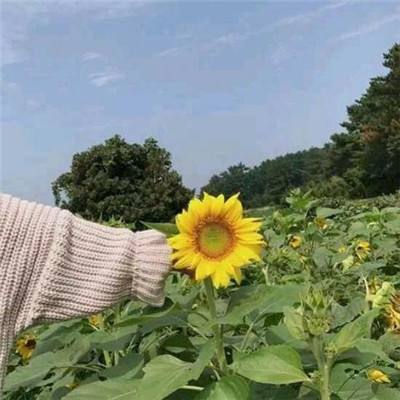 魔域之光sf变态版下载